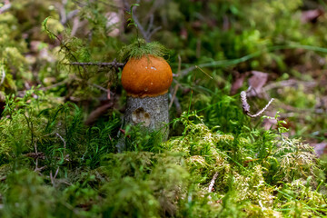 Leccinum aurantiacum, versipelle yellow orange birch bolete, tall and wide orange birch bolete,...