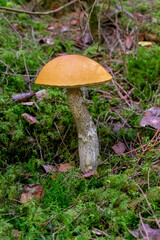 Leccinum aurantiacum, versipelle yellow orange apshubeka, tall stem and wide hat, orange birch bolete, edible mushroom fungus, grows in the forest on moss, branches and leaves. sunny summer day