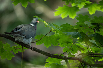 Curious Wood Pigeon