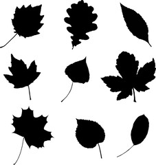 Vector leaves. Graphic illustration isolated on white background.