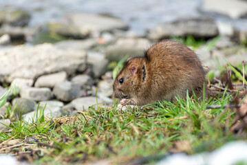 Arvicola amphibius, karczownik ziemnowodny, polnik ziemnowodny, szczur wodny, karczownik, gryzoń szukający pożywienia nad rzeką, wczesna wiosna (9).