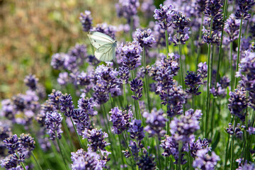 Flowers in de sun