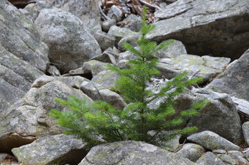 Pine Tree Growing Among Rocks