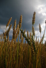 Obraz premium wheat field in the wind