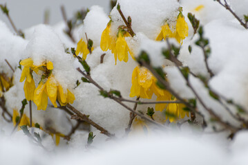 Forsycja (Forsythia Vahl) żółte kwiaty wystające spod śniegu, krzew, wczesna wiosna. 
 - obrazy, fototapety, plakaty