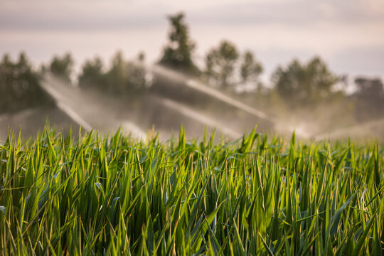 Sprinklers watering field at sunrise