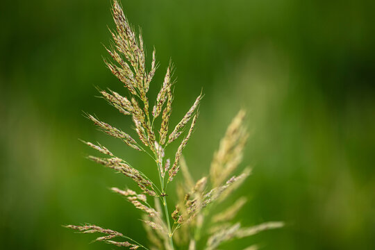 Grass spikelet in green field