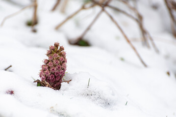 Astrowate, lepiężnik różowy (Petasites hybridus), różowy kwiat wystający spod śniegu. - obrazy, fototapety, plakaty