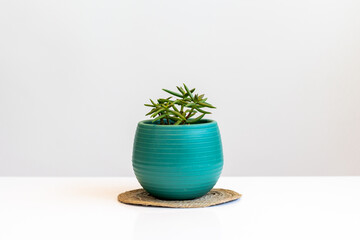 Succulent in a pot stands on a white table - obrazy, fototapety, plakaty