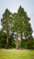 Forest at the Blarney Castle, pine trees on the lawn.