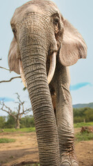 Elephant qui avance vers moi en Afrique de l'ouest, Kara, Togo