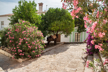 Fototapeta na wymiar Street in small mediterranean town in sunny summer day