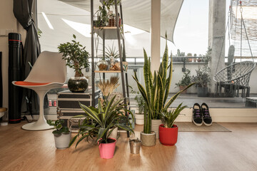 Plant-filled apartment next to walk-out windows onto a terrace with acacia hardwood floors