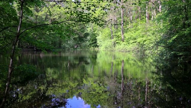 Pond in Kabaty Woods park, nature reserve in Warsaw, Poland, 4k video