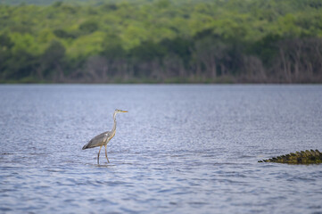 A Grey Heron standing in the water