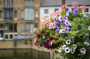 Beautiful flowers near a canal in Brugge