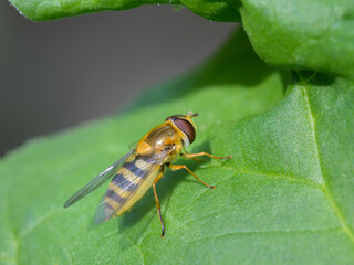 A beautiful hover fly resting on a green leaf