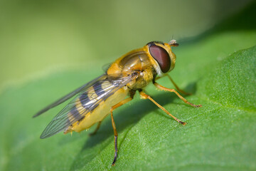 A beautiful hover fly resting on a green leaf