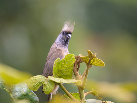 A Speckled Mousebird sitting on a tree