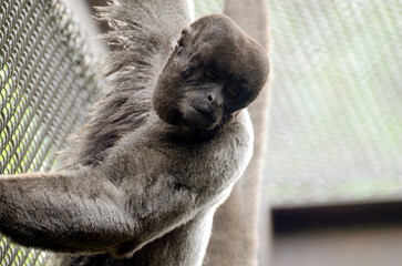 コモンウーリーモンキー