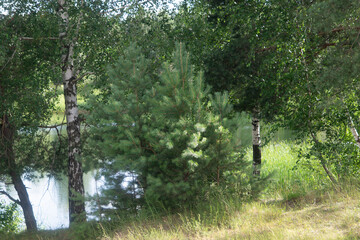 Two birch trees stand by the lake and a fir tree between them
