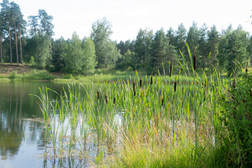 Beautiful Broadleaf cattails are growing by the lake in summer sun