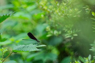 ハグロトンボ(神様トンボ) / Calopteryx atrata