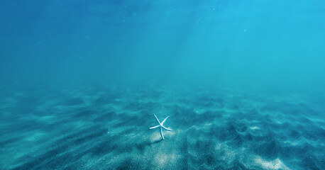 海中のヒトデ / Underwater