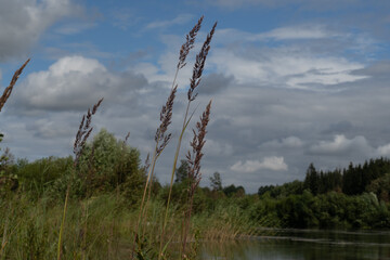 Obraz premium Beautiful Bush-grass bend in the wind next to Lake