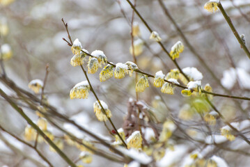 Wczesna wiosna, kotki wierzbowe pokryte śniegiem, bazie (6).