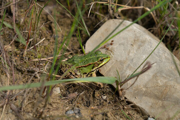 Beautiful green frog is sitting in the sun next to the rock