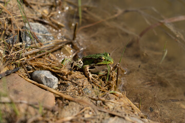 Beautiful green frog is sitting in the sun next to the lake