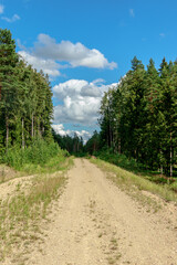 Fototapeta na wymiar forest gravel road with a view of spruce forest trees, ditch, long grass and blue sky with big white clouds