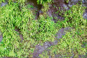Obraz premium 岩に生える苔