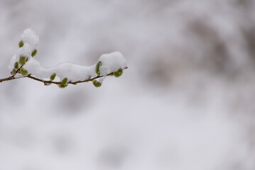 Wczesna wiosna, kotki wierzbowe pokryte śniegiem, bazie (3).