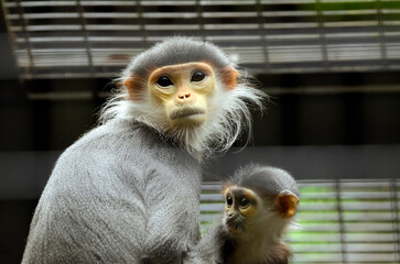 フランソワルトン