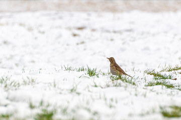 Drozd śpiewak (Turdus philomelos), ptak stojący na łące pokrytej śniegiem.