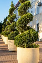 Topiary art in park design. Long row of Sheared thujas occidentalis Smaragd Variegata in white pots on embankment of resort town of Gelendzhik. Close-up. Pots with thujas stand one after another.