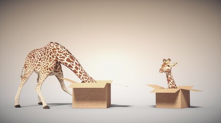 Giraffe sticks head into a box and comes out of another. Curiosity and creative concept.