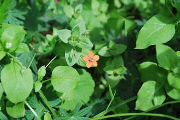 Anagallis arvensis (syn. Lysimachia arvensis), commonly known as the scarlet pimpernel, red...