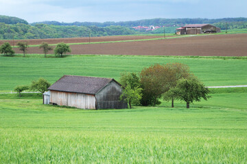 A tree and a hut in a agricultural field in Hohenlohe, Germany, Europe