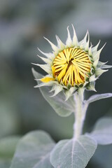 ひまわり（蕾）