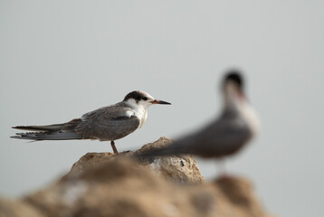 Selective focus on White-cheeked Tern perched on rock at the coast of Tubli, Bahrain