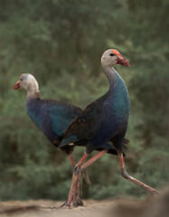 A pair of Grey-headed Swamphen at Asker Marsh, Bahrain