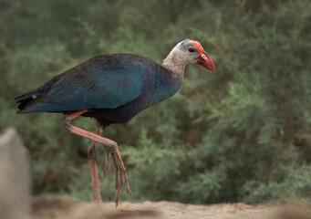 Closeup of a Grey-headed Swamphen at Asker Marsh, Bahrain