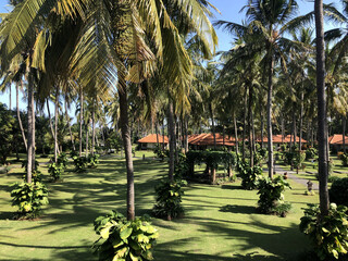 Cottage with coconut tree garden view