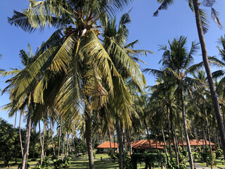 Cottage with coconut tree garden view