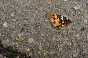 Photo of a butterfly that died because it was run over by a motorist on an asphalt road