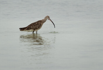 Eurasian curlew feeding at Busaiteen coast, Bahrain