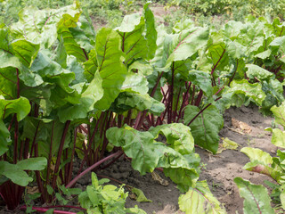 fresh beetroot on the garden